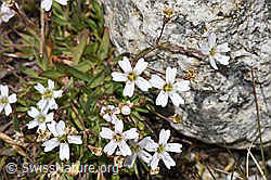 Felsen-Leimkraut (Silene rupestris) (F304779)