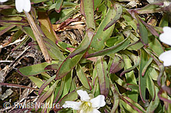 Felsen-Leimkraut (Silene rupestris) (F304782)