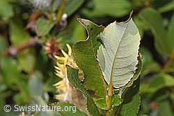 Sal-Weide (Salix caprea) (F304785)