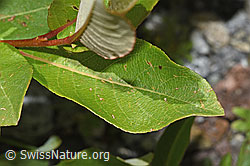 Sal-Weide (Salix caprea) (F304791)