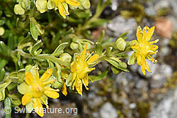 Bewimperter Steinbrech (Saxifraga aizoides) (F304800)