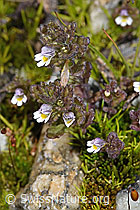 Zwerg-Augentrost (Euphrasia minima) (F304806)