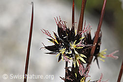 Jacquins Binse (Juncus jacquinii) (F304847)