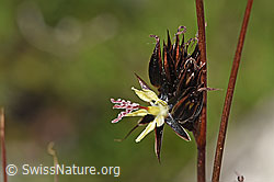 Jacquins Binse (Juncus jacquinii) (F304849)