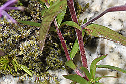 Fleischers Weidenröschen (Epilobium fleischeri) (F304879)