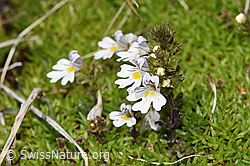 Zwerg-Augentrost (Euphrasia minima) (F304882)