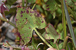 Schildblättriger Ampfer (Rumex scutatus) (F304886)