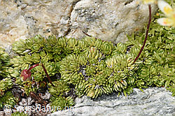 Moosartiger Steinbrech (Saxifraga bryoides) (F304897)