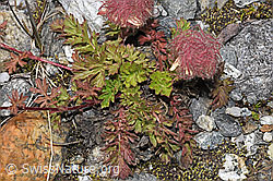 Kriechende Berg-Nelkenwurz (Geum reptans) (F304914)