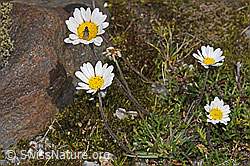 Gewöhnliche Alpenmargerite (Leucanthemopsis alpina) (F304927)