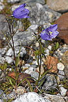 Scheuchzers Glockenblume (Campanula scheuchzeri) (07.2025, F304931)