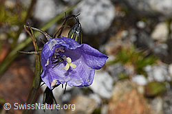 Scheuchzers Glockenblume (Campanula scheuchzeri) (F304934)