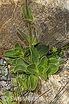 F304937: Rosetten-Ehrenpreis (Veronica bellidioides)