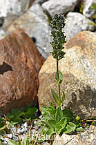 F304939: Rosetten-Ehrenpreis (Veronica bellidioides)