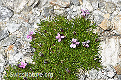 Kiesel-Polsternelke (Silene exscapa) (F304940)