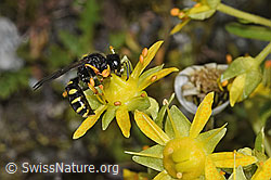 Crabro peltatus (Grabwespe) auf Bewimpertem Steinbrech (Saxifraga aizoides) (F304979)