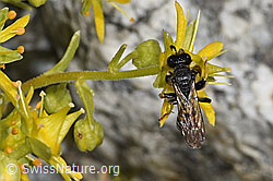 Crabro peltatus (Grabwespe) auf Bewimpertem Steinbrech (Saxifraga aizoides) (F304982)