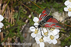Moschus-Schafgarbe (Achillea erba-rotta)
