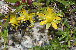 Crabro peltatus (Grabwespe) auf Bewimpertem Steinbrech (Saxifraga aizoides) (F305010)