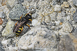 Crabro peltatus (Grabwespe) (F305013)