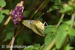 Goldene Acht (Colias hyale) (27.07.2025, F305495)