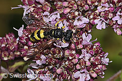 Brombeer-Perlmuttfalter (Brenthis daphne) auf Echtem Dost (Origanum vulgare)