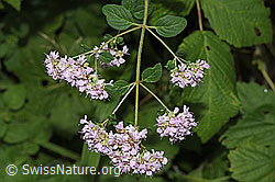 Echter Dost (Origanum vulgare) (F305514) Echter Dost (Origanum vulgare) (F305514)
