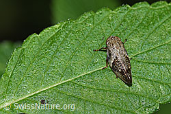 Photo: Aphrophora alni