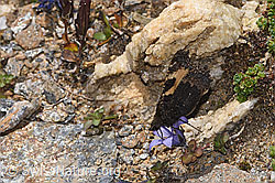 Kleiner Fuchs (Aglais urticae) an Mont Cenis-Glockenblume (Campanula cenisia) (F308185) Kleiner Fuchs (Aglais urticae) an Mont Cenis-Glockenblume (Campanula cenisia) (F308185)