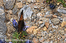 Kleiner Fuchs (Aglais urticae) an Mont Cenis-Glockenblume (Campanula cenisia) (F308187) Kleiner Fuchs (Aglais urticae) an Mont Cenis-Glockenblume (Campanula cenisia) (F308187)