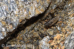 Nysius cymoides (Bodenwanze) (F308203)