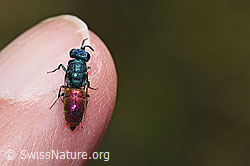 F309488: Chrysis impressa (Goldwespe)