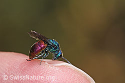 Chrysis impressa (Goldwespe) (F309492)