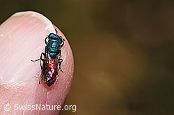 Chrysis impressa (Goldwespe) (F309494)
