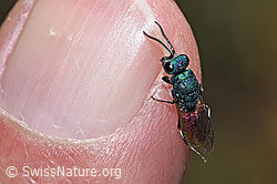 Chrysis impressa (Goldwespe) (F309495)