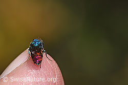 Chrysis impressa (Goldwespe) (F309496)