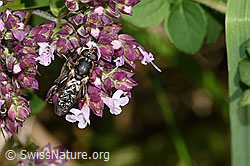 Gemeine Keulenschwebfliege (Syritta pipiens) auf Echtem Dost (Origanum vulgare) (F311383)