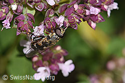 Gemeine Keulenschwebfliege (Syritta pipiens) auf Echtem Dost (Origanum vulgare) (F311387)