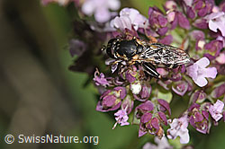 Gemeine Keulenschwebfliege (Syritta pipiens) auf Echtem Dost (Origanum vulgare) (F311388)