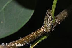 Erlenschaumzikade (Aphrophora alni) (F311411) Erlenschaumzikade (Aphrophora alni) (F311411)