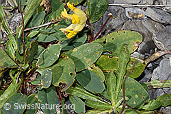 Alpen-Wundklee (Anthyllis vulneraria ssp. alpestris) (F312984) Alpen-Wundklee (Anthyllis vulneraria ssp. alpestris) (F312984)