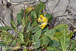 Alpen-Wundklee (Anthyllis vulneraria ssp. alpestris) (F312985) Alpen-Wundklee (Anthyllis vulneraria ssp. alpestris) (F312985)