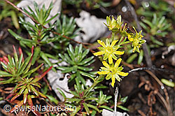 Bewimperter Steinbrech (Saxifraga aizoides) (08.2025, F313039)