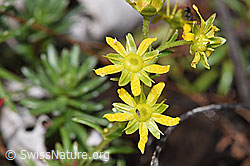 Bewimperter Steinbrech (Saxifraga aizoides) (08.2025, F313040)
