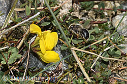 F314301: Garten-Blattschneiderbiene (Megachile willughbiella) auf Alpen-Hornklee (Lotus alpinus)