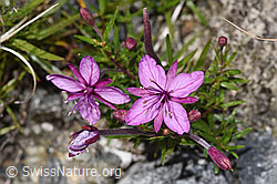 Fleischers Weidenröschen (Epilobium fleischeri) (F314307)