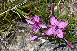 Fleischers Weidenröschen (Epilobium fleischeri) (F314308)