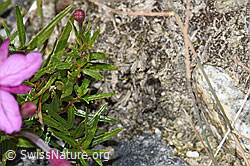 Fleischers Weidenröschen (Epilobium fleischeri) (F314309)