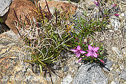 Fleischers Weidenröschen (Epilobium fleischeri) (F314313)