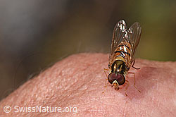 Hainschwebfliege (Episyrphus balteatus) (F314333)